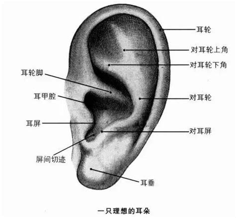 耳後有痣暗藏財|耳朵痣相：你的潛在好運氣